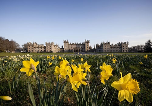 Daffodils at Floors Castle, Kelso