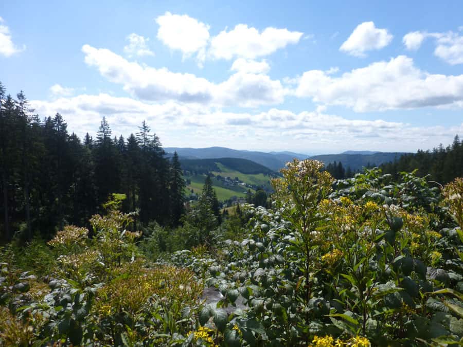 Black Forest View