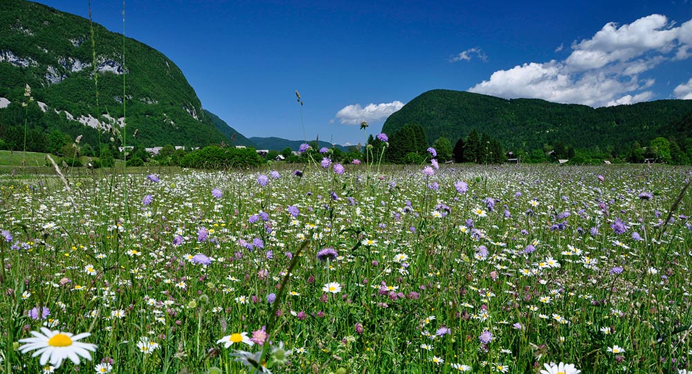 Meadow covered in Wild flowers