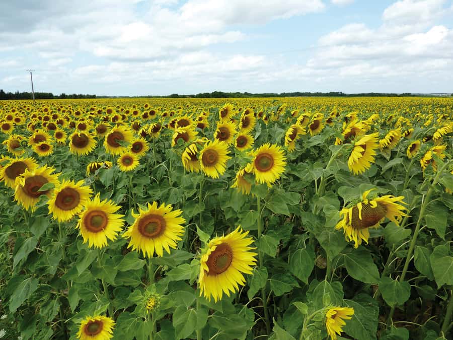 Loire Valley sunflowers