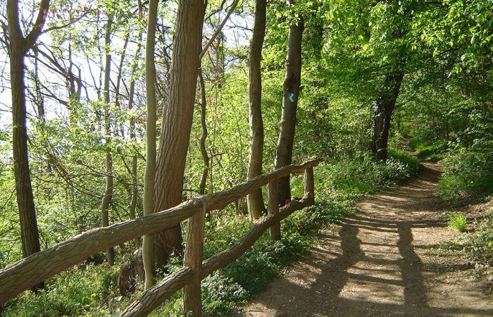 Woodland Trail along the River Rhine