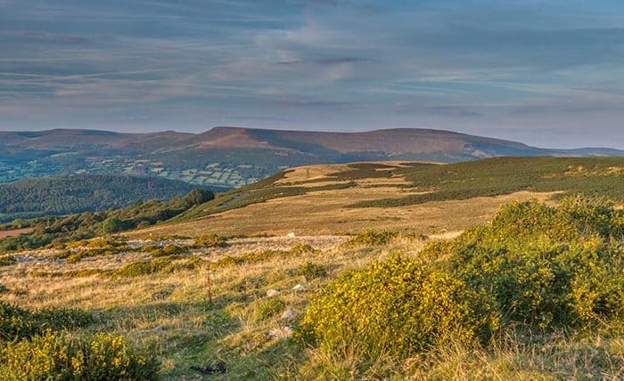 Evening view over the Black Mountains from Llangynidr with flowering gorse in the foreground. Brecon Beacons, September
